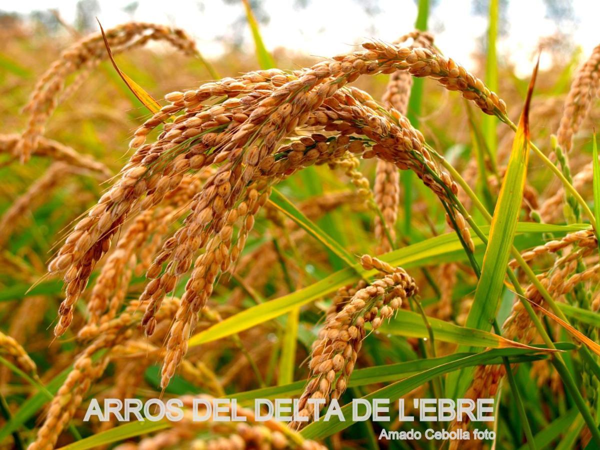 Villa Paquita - Delta De L'Ebre เดลแตเบรอ ภายนอก รูปภาพ